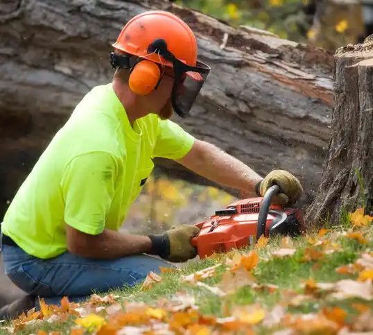 tree services Forest City